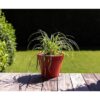 EDA Pot de fleur rond Toscane - Ø 30 x H 26 cm - 10 L - Rouge rubis – Image 2