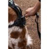 Harnais pour chien - SYMBIOZ - XS - Noir / Bleu – Image 5