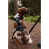 Harnais pour chien - SYMBIOZ - XS - Noir / Bleu – Image 6