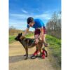 Harnais de traction pour chien - OLYMPIA - XL - Type X-back - Bleu – Image 4