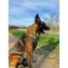 Harnais de traction pour chien - OLYMPIA - XL - Type X-back - Bleu – Image 5