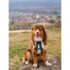 Harnais de traction pour chien - OLYMPIA - XL - Type X-back - Bleu – Image 6