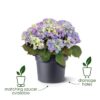 Elho Bac a fleurs Green Basics Cilinder 55 - Noir - Ø 54 x H 41 cm - extérieur - 100% recyclé – Image 3