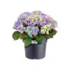 Elho Bac a fleurs Green Basics Cilinder 55 - Noir - Ø 54 x H 41 cm - extérieur - 100% recyclé – Image 4