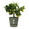 ELHO Pot de fleurs rond Greenville 30 - Extérieur - Ø 29,5 x H 27,8 cm - Vert feuille – Image 5