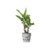 ELHO Greenville Pot de fleurs rondØ 47 x H 44 cm - extérieur - 100 47 - Gris - % recyclé – Image 3