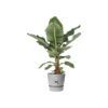 ELHO Greenville Pot de fleurs rondØ 47 x H 44 cm - extérieur - 100 47 - Gris - % recyclé – Image 5