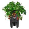 ELHO Green Basics Pot a Fraises 33 - Noir - Ø 33 x H 42 cm - culture et récolteextérieur - 100% recyclé – Image 2