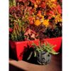 Bac a fleurs RIVIERA EVA - Lot 2 jardinieres - Plastique - 57 cm - Rouge – Image 3