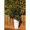 Bac a fleurs RIVIERA LOFT HAUT 53 - Blanc – Image 2