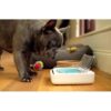 SUREFEED Distributeur de nourriture automatique pour chat anti-odeur - Blanc (Livré avec un bol simple) – Image 4