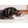SUREFEED Distributeur de nourriture automatique pour chat anti-odeur - Blanc (Livré avec un bol simple) – Image 6
