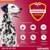 Advantix Chien Solution Antiparasitaire Grande Race 25 a 40kg 4 pipettes – Image 4