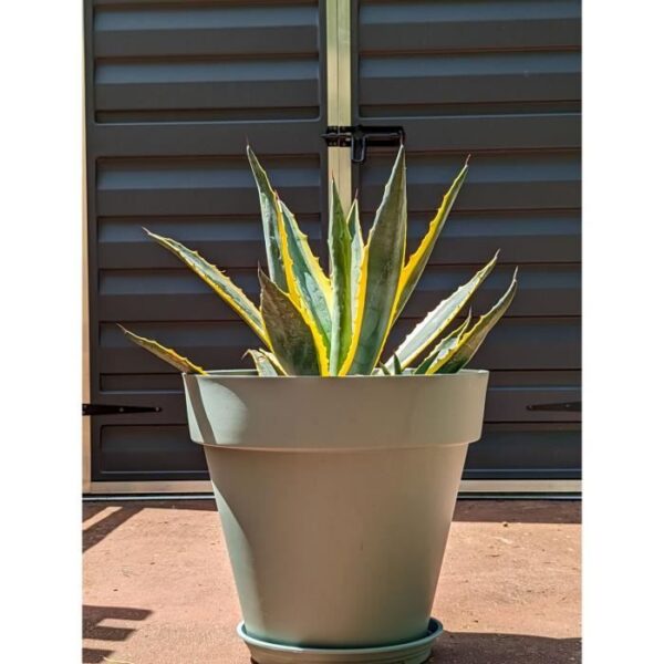 Bac a fleurs rond RIVIERA SOLEILLA - Plastique - Diametre 50 cm - Vert argile